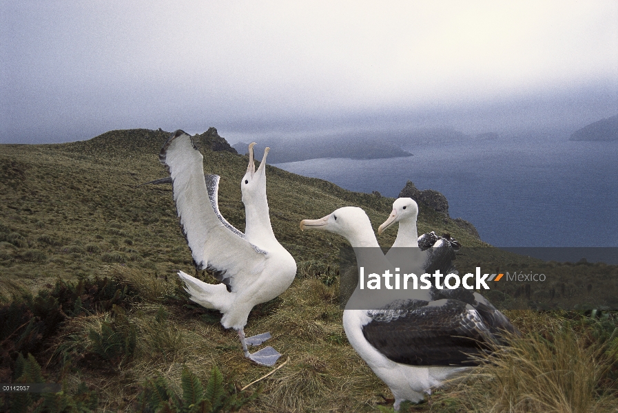 Gamming de Albatros real (Diomedea epomophora) sur del grupo cortejo, inminente tormenta sobre Costa