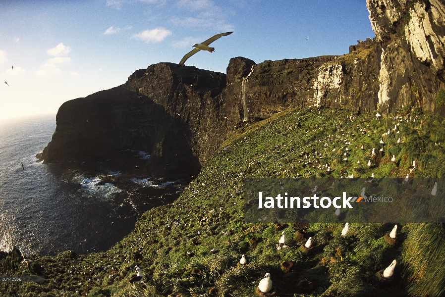 White-capped Albatros (Thalassarche steadi) anidación colonia grande accesible sólo por el escalamie