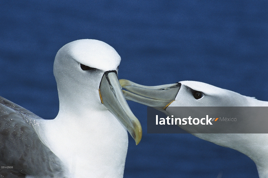 White-capped Albatros (Thalassarche steadi) par cortejar, del cabo del sudoeste, la isla de Auckland