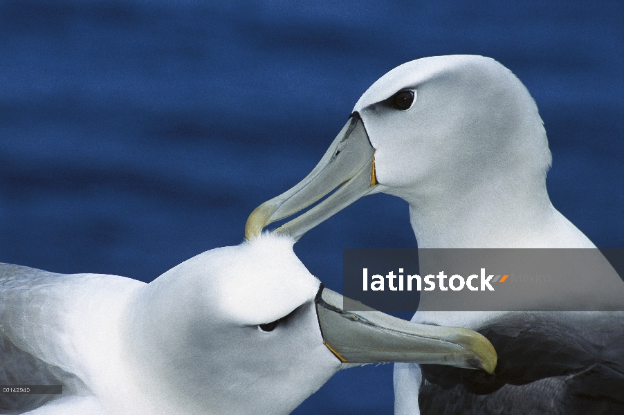 White-capped Albatros (Thalassarche steadi) par cortejar, del cabo del sudoeste, la isla de Auckland