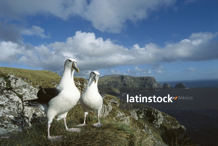 White-capped Albatros (Thalassarche steadi) par, del cabo del sudoeste, la isla Auckland, Nueva Zela