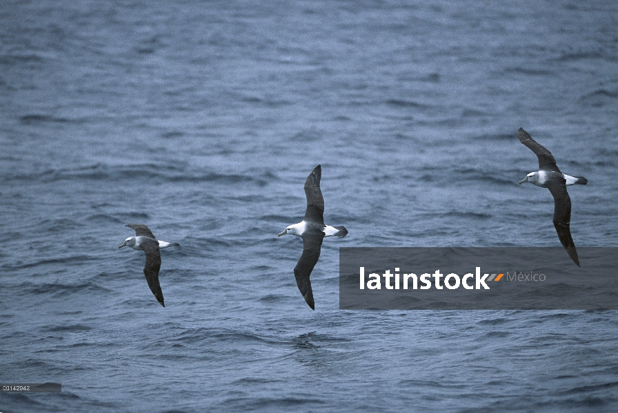 White-capped vuelo tres Albatros (Thalassarche steadi) en el mar, Isla decepción, Auckland, Nueva Ze