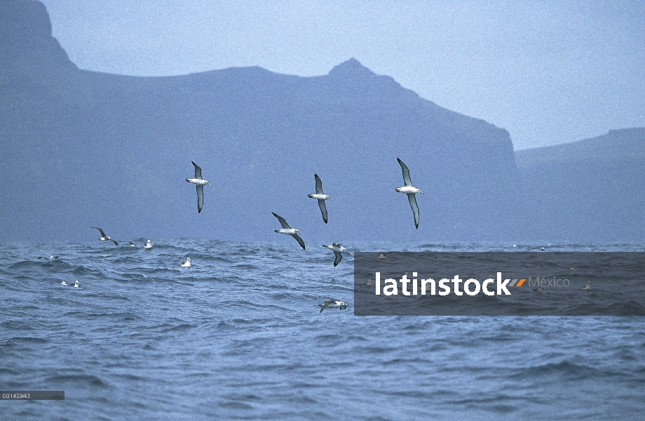 Grupo Albatros (Thalassarche steadi) tapón blanco volando en el mar, Isla decepción, Auckland, Nueva