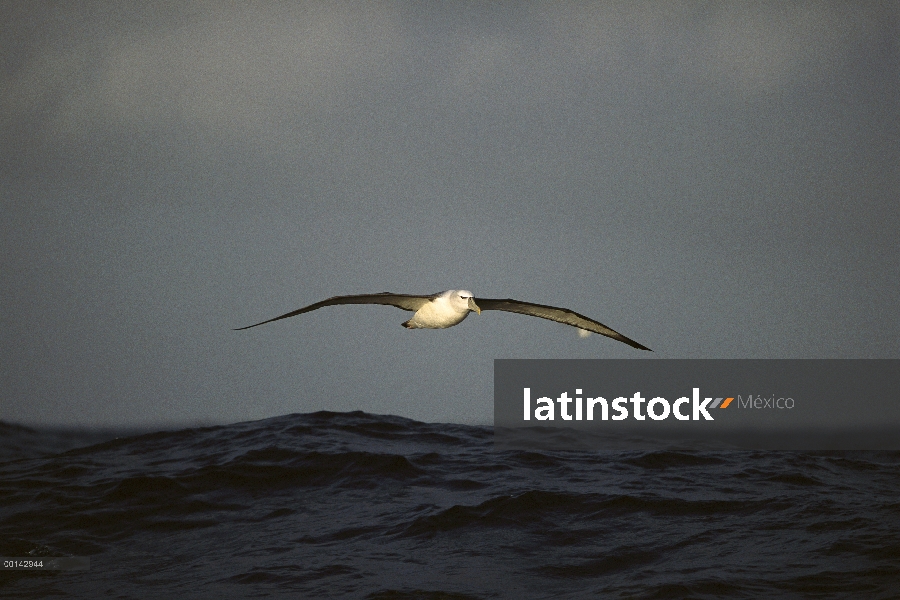 White-capped Albatros (Thalassarche steadi) volando sobre el Océano Antártico, isla de Campbell, Nue