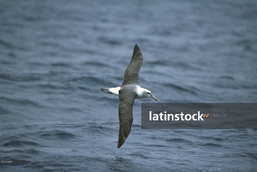 White-capped Albatros (Thalassarche steadi) volando en el mar, Isla decepción, Auckland, Nueva Zelan