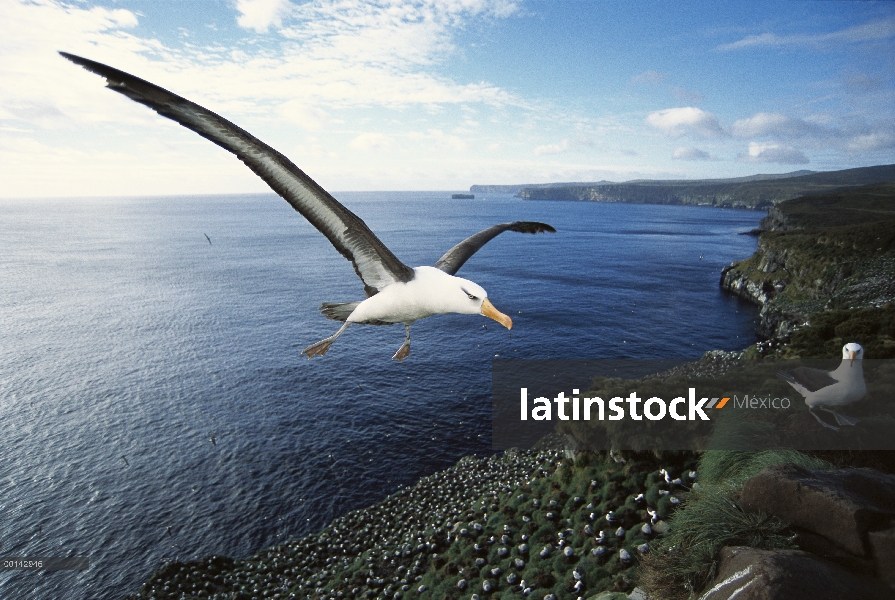 Campbell Albatros (Thalassarche impavida) llegando a la tierra, Toro roca, Colonia del cabo del nort