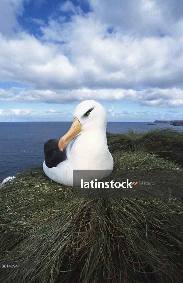 Campbell Albatros (Thalassarche impavida), Toro roca, Colonia del cabo del norte, isla de Campbell, 