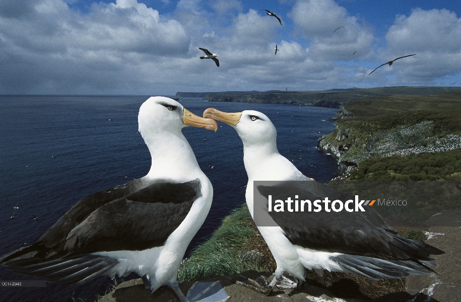 Par de Campbell Albatros (Thalassarche impavida) en Toro roca, Colonia del cabo del norte, isla de C