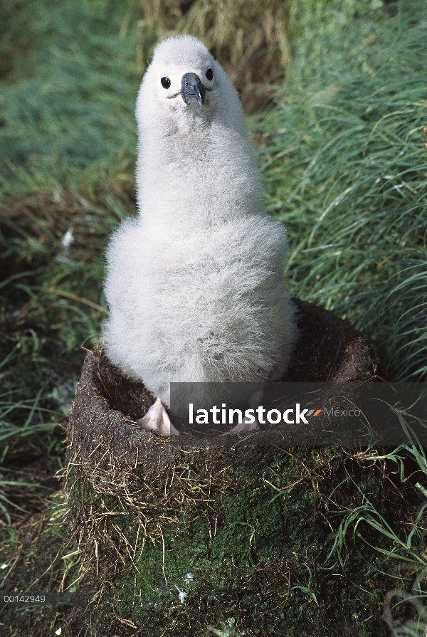 Chica dos meses de Campbell Albatros (Thalassarche impavida) en espera de los padres alimentar, Toro