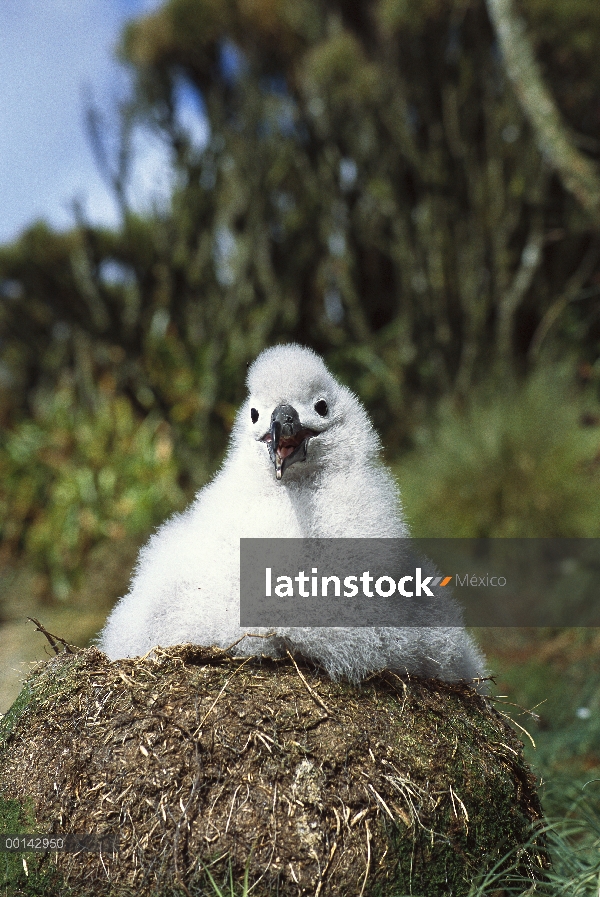 Chica dos meses de Campbell Albatros (Thalassarche impavida) en espera de los padres alimentar, Toro