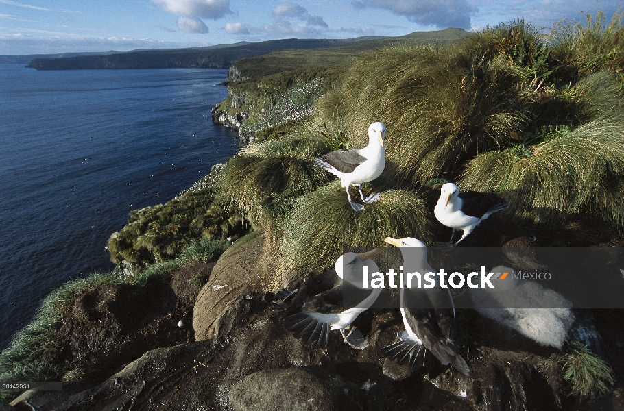 Adultos Campbell Albatros (Thalassarche impavida) y chick en la roca de Toro, Colonia del Cabo Norte