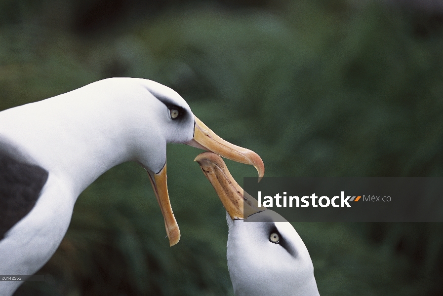 Campbell Albatros (Thalassarche impavida) cortejo danza del par, Toro roca, Colonia del Cabo Norte, 