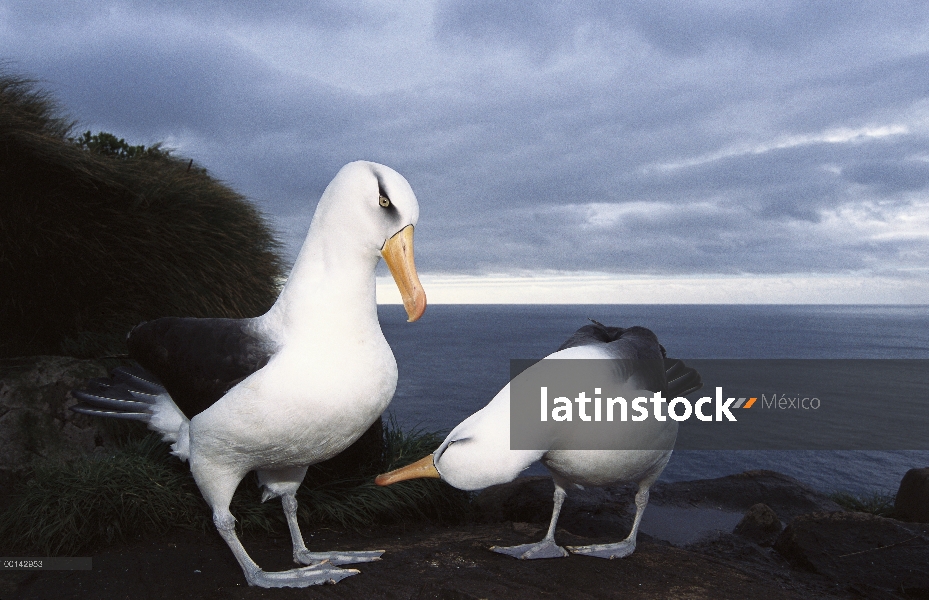 Campbell Albatros (Thalassarche impavida) cortejo danza del par, Toro roca, Colonia del Cabo Norte, 