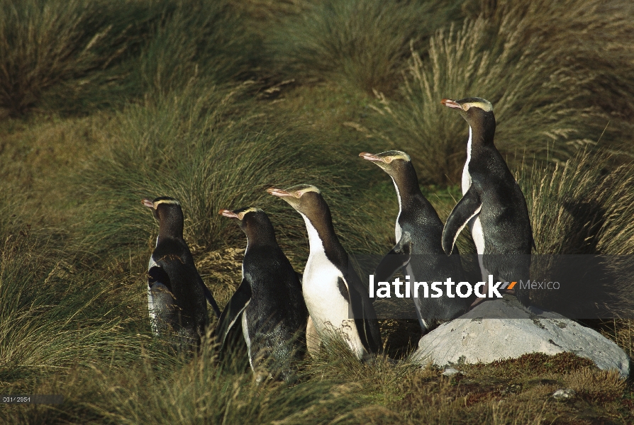 Amarillo-eyed Penguin (Megadyptes antipodes) desplazamientos para anidar oculto interior de la densa