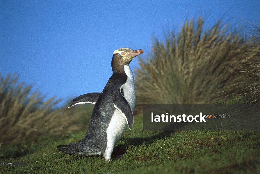 Amarillo-eyed Penguin (Megadyptes antipodes) desplazamientos para anidar oculto interior de la densa