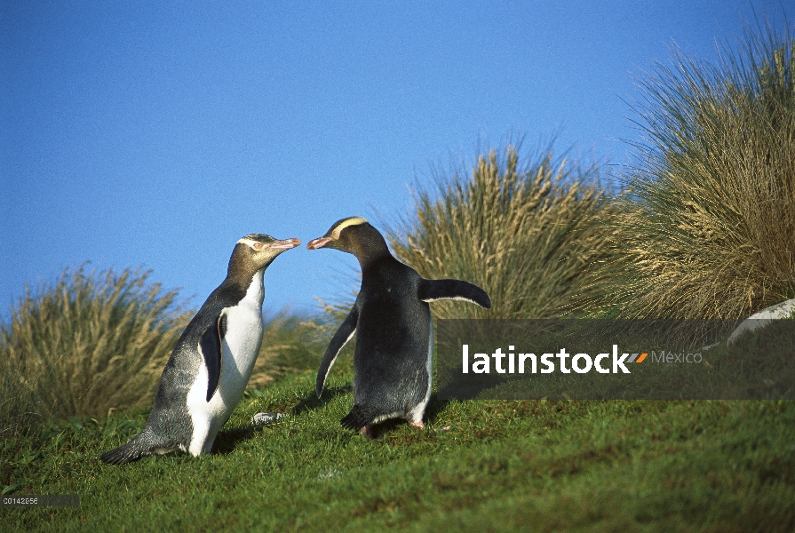 Par de pingüino (Megadyptes antipodes) de ojos amarillos desplazamientos para anidar ocultos en el i