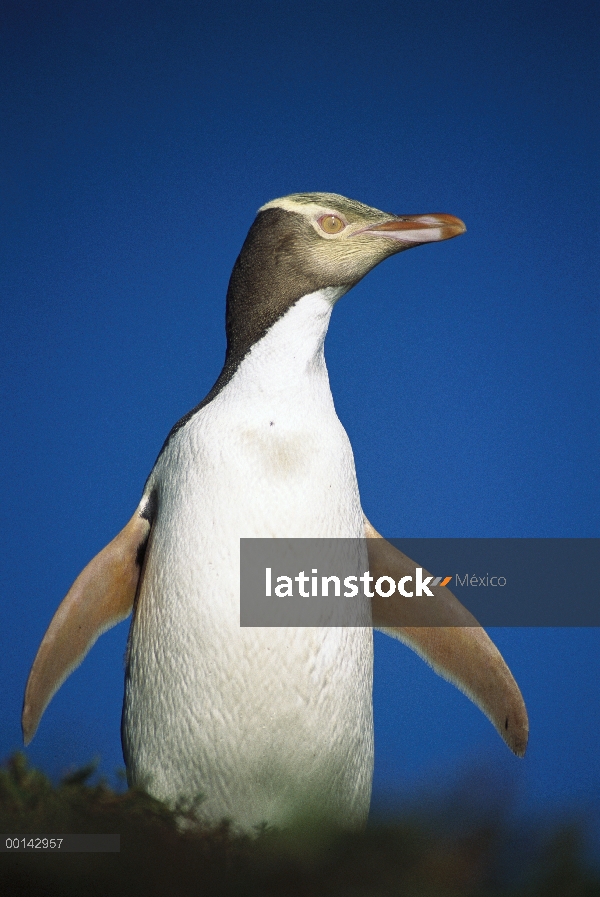 Amarillo-eyed Penguin (Megadyptes antipodes) desplazamientos para anidar oculto interior de la densa