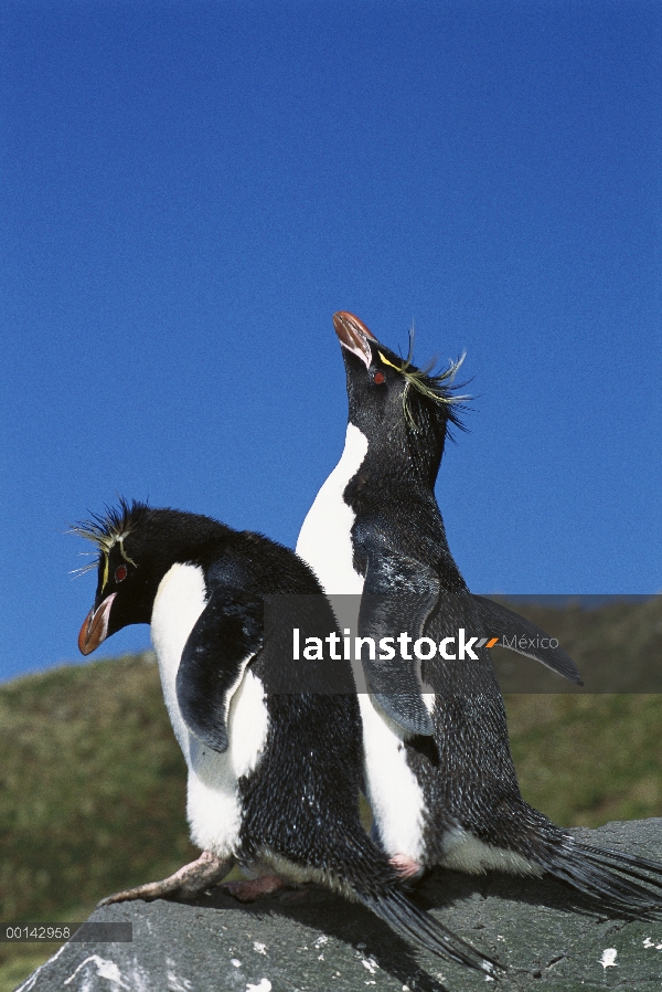 Pingüino de penacho amarillo (Eudyptes chrysocome) par, Bahía pingüino, isla de Campbell, Nueva Zela