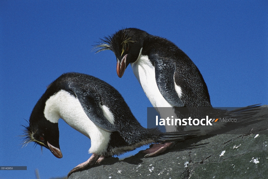 Pingüino de penacho amarillo (Eudyptes chrysocome) par, Bahía pingüino, isla de Campbell, Nueva Zela