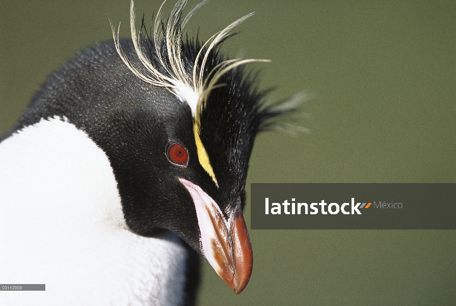 Pingüino de penacho amarillo (Eudyptes chrysocome), Antártida