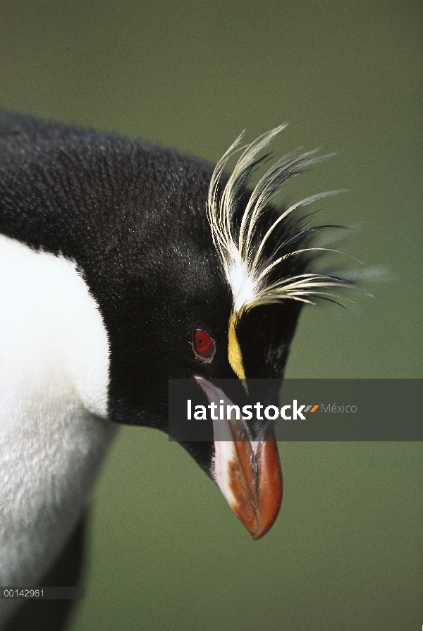 Tiro de cabeza de pingüino de penacho amarillo (Eudyptes chrysocome), Bahía pingüino, isla de Campbe