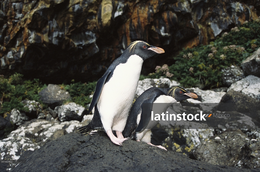 Pingüino de penacho amarillo (Eudyptes chrysocome) en campo de boulder en la base del acantilado cer