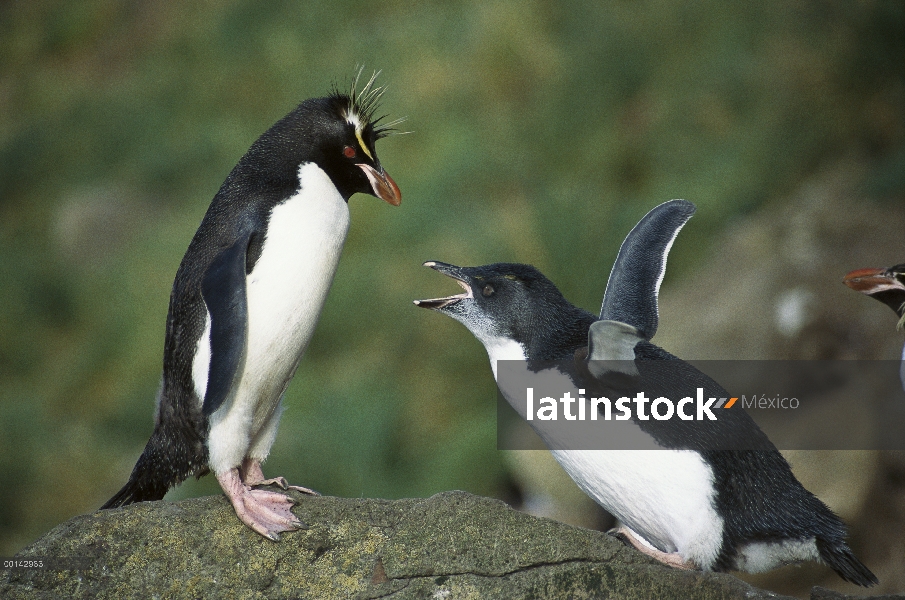 Polluelo de pingüino de penacho amarillo (Eudyptes chrysocome) pidiendo ser alimentados por padres, 