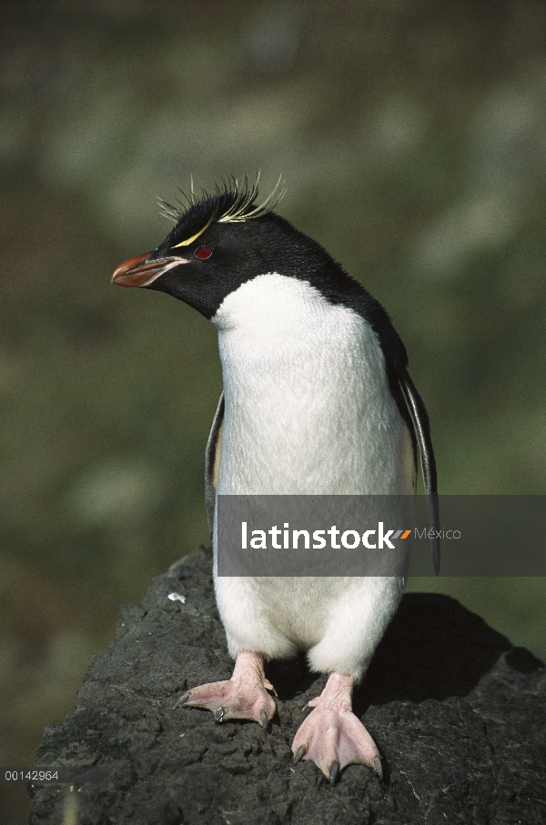 Pingüino de penacho amarillo (Eudyptes chrysocome), Bahía pingüino, isla de Campbell, Nueva Zelanda