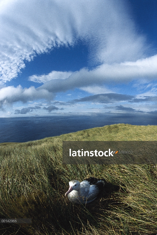 Albatros antípoda (Diomedea antipodensis) incubando huevos solo por más de dos meses, Cuenca del ast