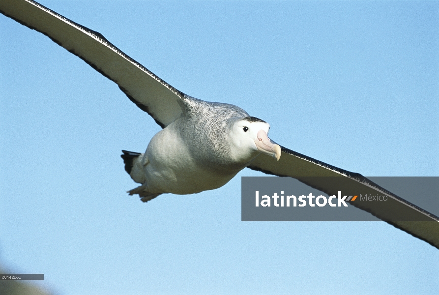 Albatros antípoda (Diomedea antipodensis) volando, isla de Adams, grupo de Auckland, Nueva Zelanda