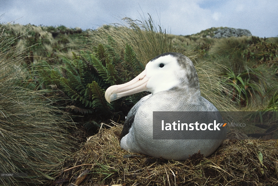 Albatros antípoda (Diomedea antipodensis) incubando en el nido, canto del Moubrey, isla de Campbell,