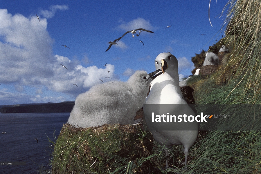 Pollo de Albatros (Thalassarche chrysostoma) cabeza gris mendigando comida de padres, Toro roca, Col