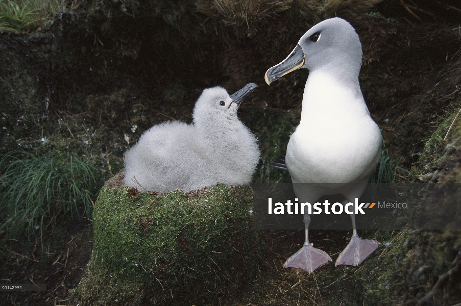 Cabeza gris Albatros (Thalassarche chrysostoma) regresar a padre saludo polluelo, Toro roca, Colonia