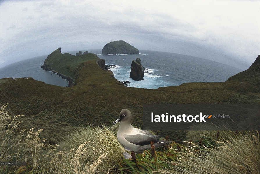 Albatros manto de luz (Phoebetria palpebrata) en anidan acantilados con vistas a la costa sur de cur