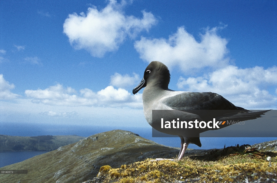 Albatros manto de luz (Phoebetria palpebrata) prospección de sitio de nido, 558 metros de altura, Mt