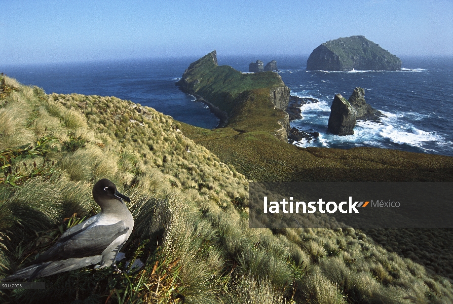 Albatros manto de luz (Phoebetria palpebrata) en anidan acantilados con vistas a la costa sur de cur