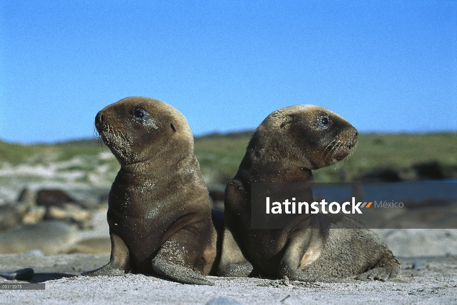 Mar León (Hookeri de Phocarctos) dos jóvenes cachorros de Hooker de reproducción, Enderby Island, Is