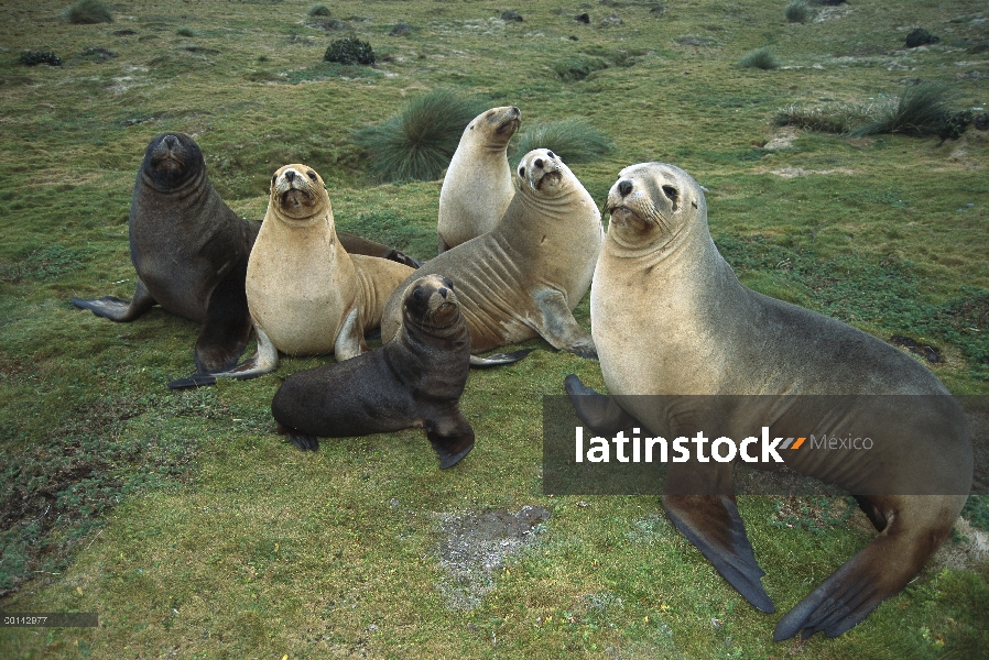 De lobos (Hookeri de Phocarctos) vacas y crías interactuar, isla de Enderby, Islas de Auckland, Nuev