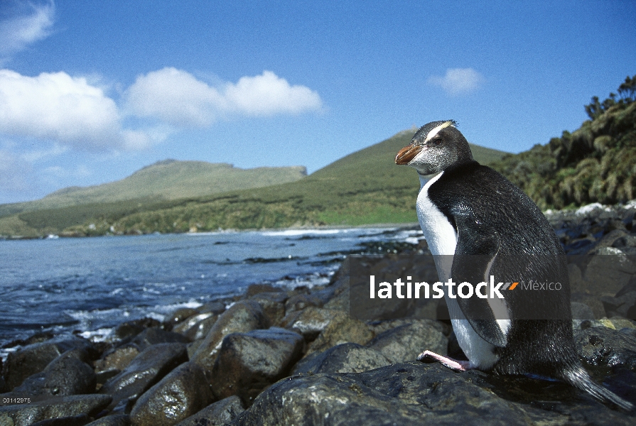 Erigir-crested Penguin (Eudyptes sciateri) juvenil, raro visitante de antípodas y recompensa islas, 