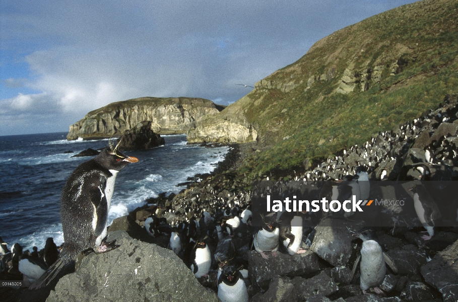 Colonia de anidación de pingüino de penacho amarillo (Eudyptes chrysocome) en boulder pendiente, Bah