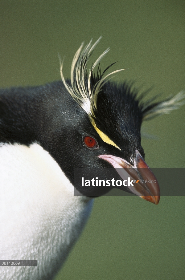 Pingüino de penacho amarillo (Eudyptes chrysocome) retrato, Bahía pingüino, isla de Campbell, Nueva 