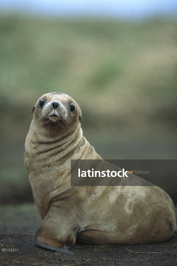 Lobos de Hooker (Hookeri de Phocarctos) tres meses de edad cachorro jugar, Enderby Island, Islas de 