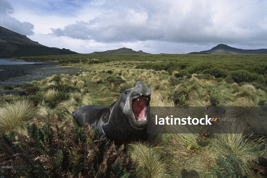 Sello de elefante meridional (leonina de Mirounga) Toro viniendo en tierra para muda, Puerto de la p