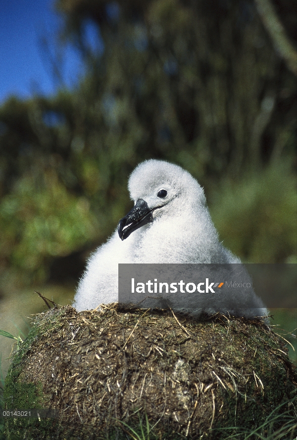 Retrato de Campbell Albatros (Thalassarche impavida) de dos meses pollito espera de los padres alime