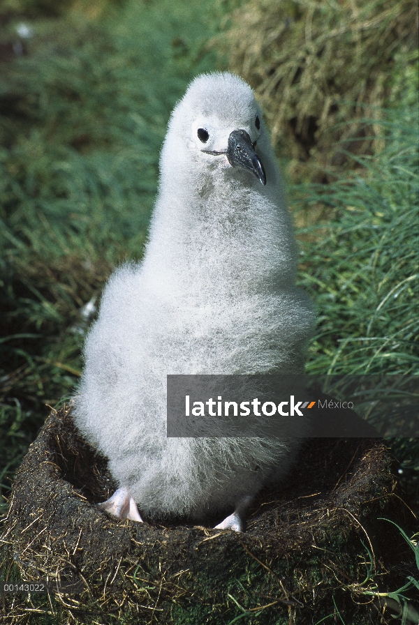 Retrato de Campbell Albatros (Thalassarche impavida) de dos meses pollito espera de los padres alime