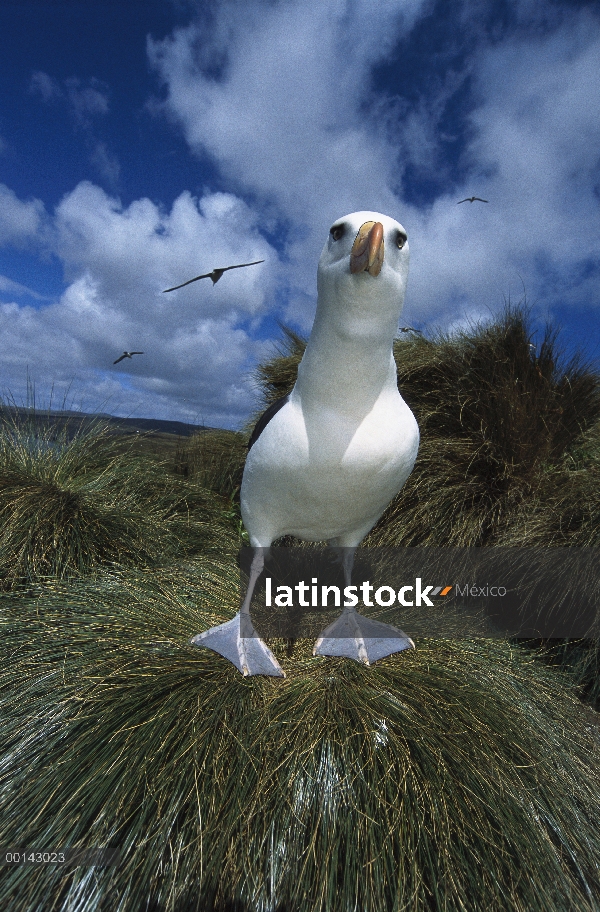 Campbell Albatros (Thalassarche impavida), Toro roca, Colonia del cabo del norte, isla de Campbell, 