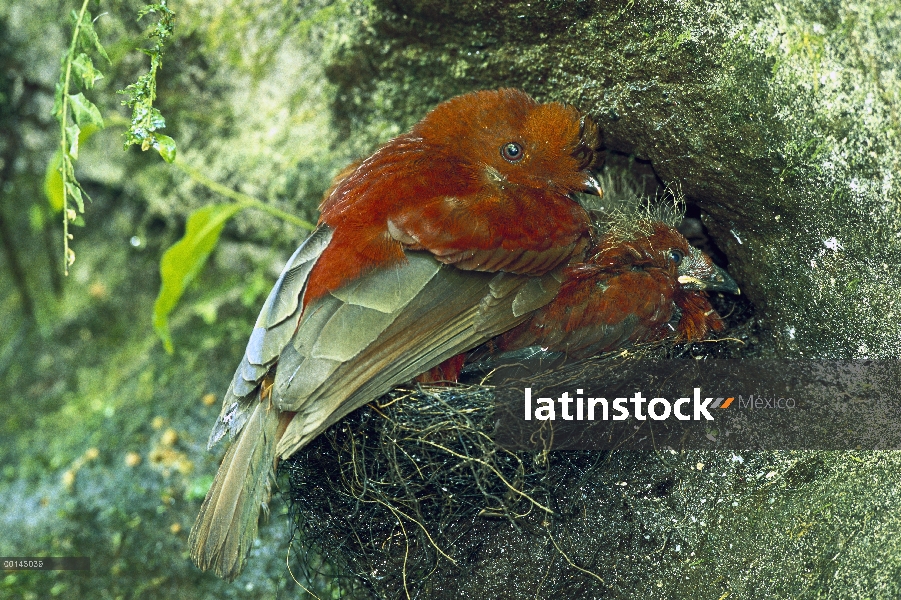 Gallito de las rocas andino (Rupicola peruvianus) hembra y polluelos en el nido en la pared del barr