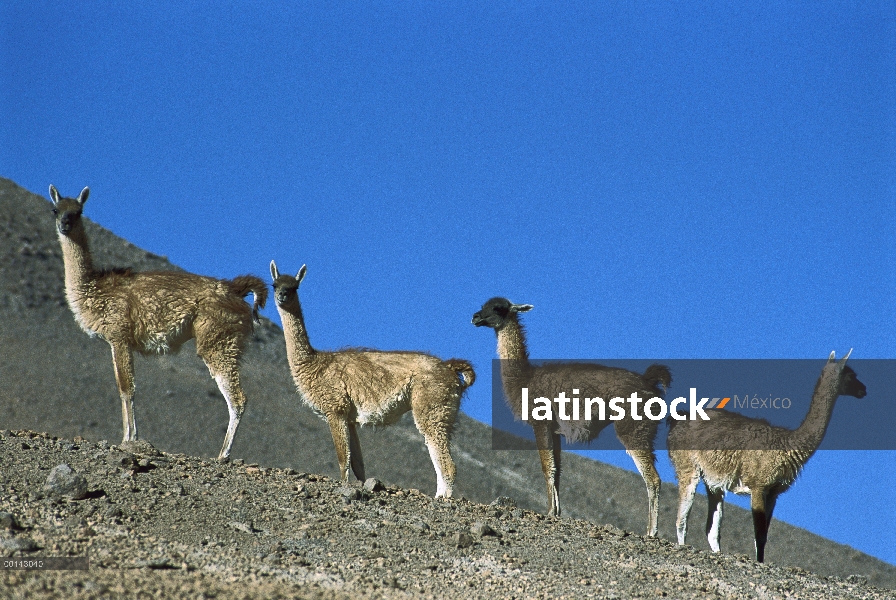 Rebaño familiar de guanaco (Lama guanicoe) en la cordillera de los Andes, desierto de Atacama, Chile