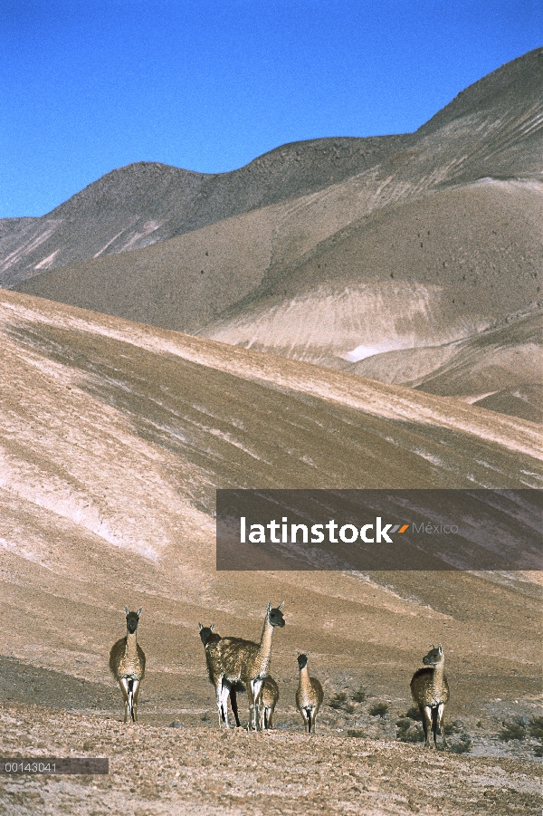 Rebaño familiar de guanaco (Lama guanicoe) en la primavera de precordillera, austral Andina, desiert