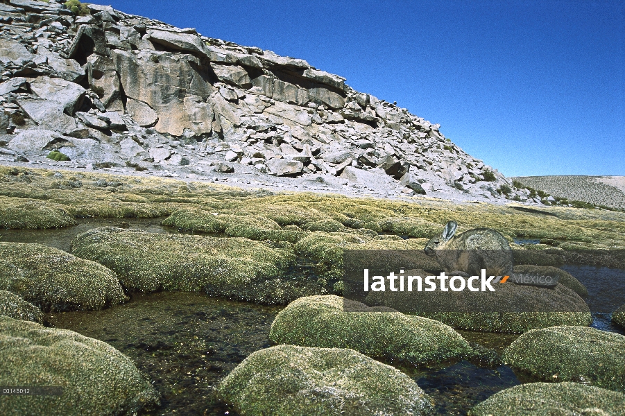 Sur Viscacha (Lagidium viscacia) en humedales de alta elevación Andina adyacente a Colonia en el cam